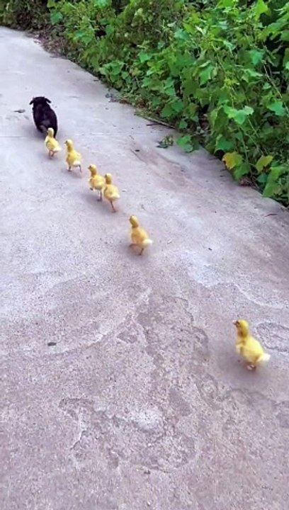 Puppy Leading The Ducklings - Lovely Animals