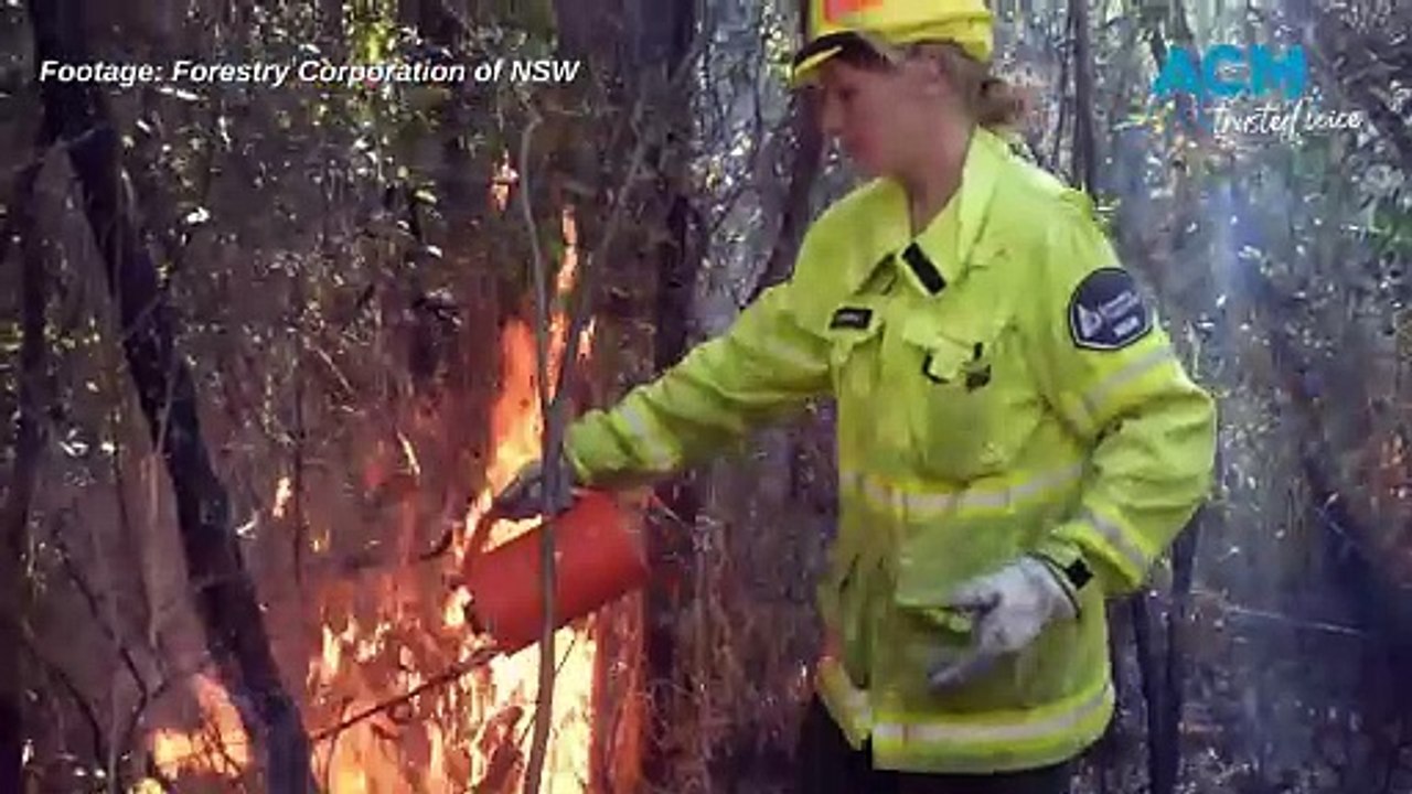 Forestry Corporation NSW Kiwarrak SF burn