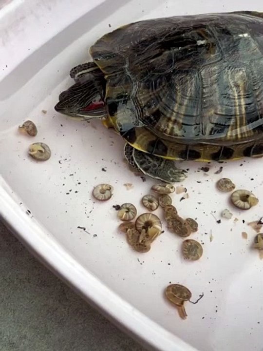 my turtle