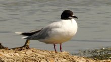 The Little Tern: Close Up HD Footage (Sternula albifrons)
