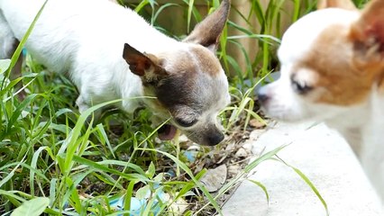 Why Is My DOG VOMITING WHITE FOAM  (5 Causes and Treatments)