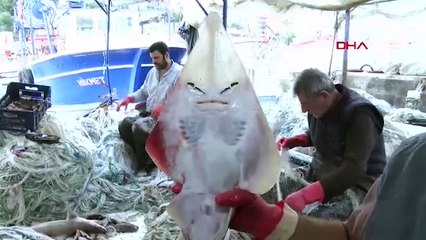 'İnsan yüzlü balık' Antalya'da yakalandı