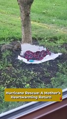 Man Saves Baby Squirrels from Fallen Tree