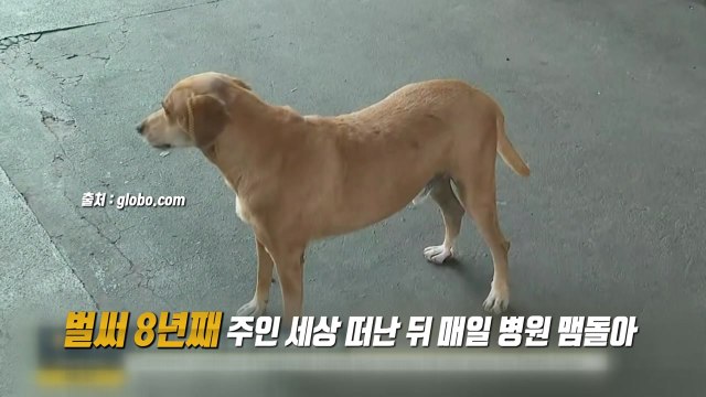 8년째 매일 병원 찾아오는 강아지...안타까운 사연은? [앵커리포트] / YTN