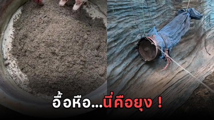 ขนลุกเลย ดักยุงที่คอกวัว 1 คืน และนี่คือผลที่ได้..