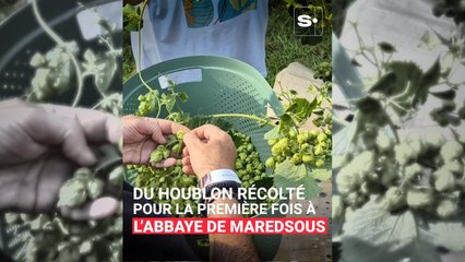 Du houblon récolté pour la première fois à l'abbaye de Maredsous : "Il servira à faire la bière qu'on boira au mois d'octobre"