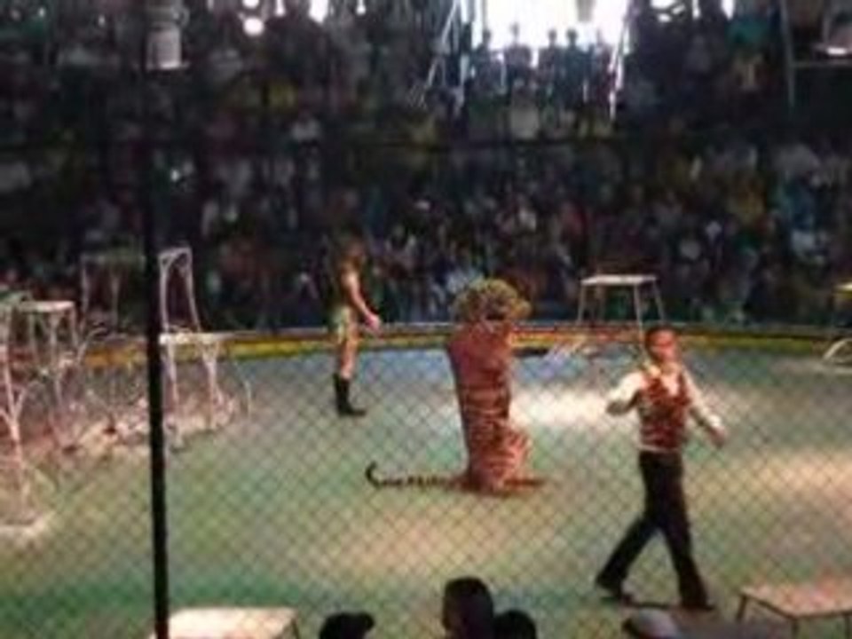 tigres
