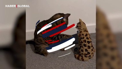 Kedinin legodan yapılmış maket dostuna anlam verme çabası: "Bro, bro, bro, konuş benimle, senin sorunun ne?"