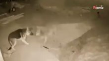 Spannung pur: Wolf nähert sich Schäferhund, der das Haus bewachen soll (Video)