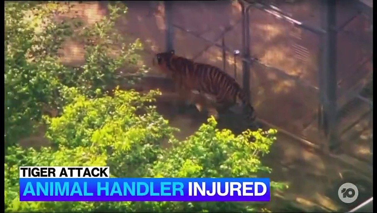 Australie: Une gardienne de zoo mordue par un tigre au parc d'attractions Dreamworld, près de Brisbane - La jeune femme d'une trentaine d'années a le «bras lacéré» mais son état est stable