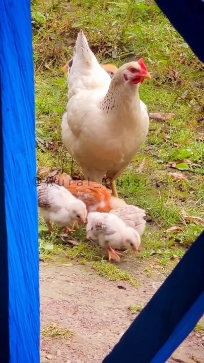 The Hungry Hen @Rural Cuisine