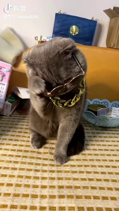 CUTE FUNNY CAT VIDEO