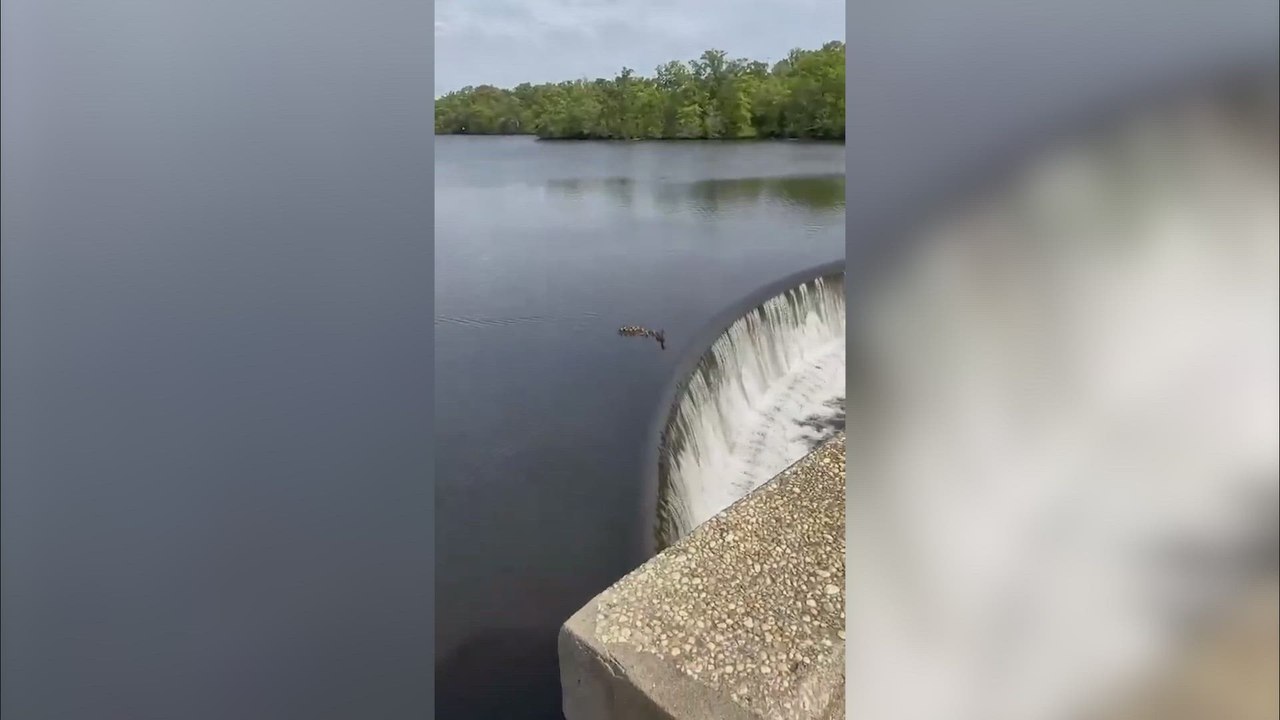 Mamá pato pierde a una de sus crías y la reacción sincronizada de toda la familia encoge el corazón