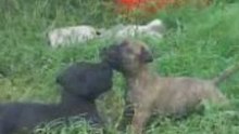 peleas de pitbulls