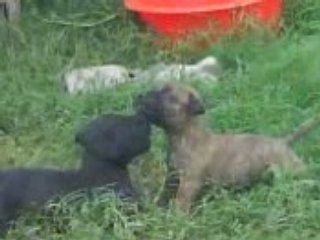 peleas de pitbulls