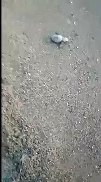 Ischia, 24 tartarughe marine nate a Forio: il primo "tuffo" in mare