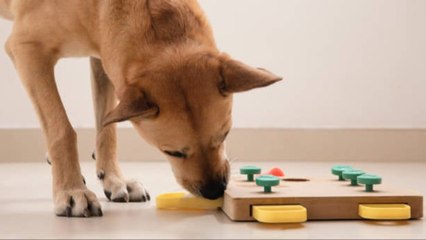 Los Perros Pueden Hablar Con Los Humanos A Través De Una Caja De Resonancia