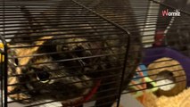 Elle sort son hamster le temps de nettoyer sa cage : le chat a une idée qui lui coupe le souffle (vidéo)