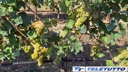 Video News - Lugana pronta alla vendemmia