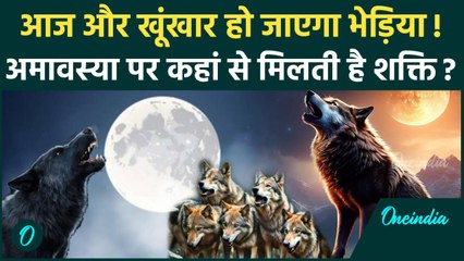 UP Bahraich Wolf Attack: किन कारणों से अमावस की रात को खूंखार हो जाते हैं Bhediya | वनइंडिया हिंदी