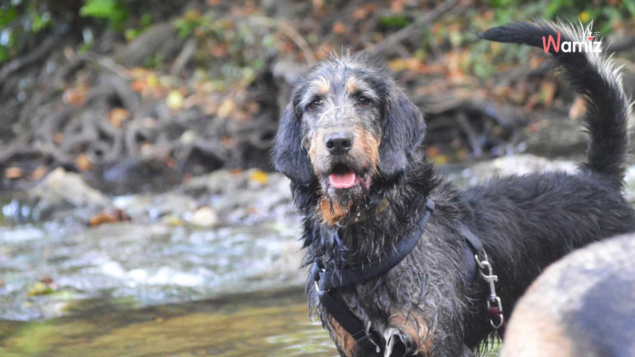 Même si le passé de ce chien sorti de fourrière est inconnu, son comportement en dit long...