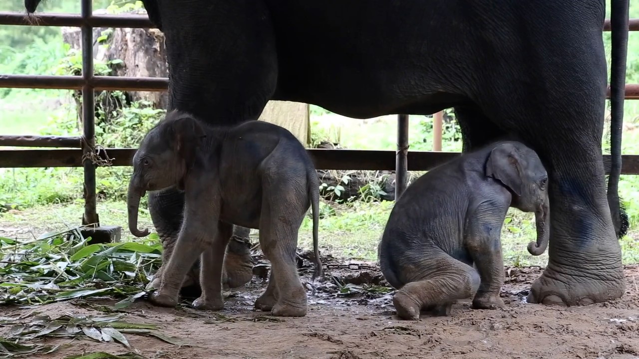 Rare twin elephants born in southern Myanmar