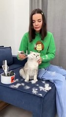 #How_do_you_like_my_new_hat___#cat_#cats