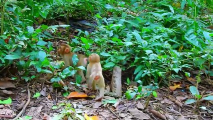 So cute ! Luno confused drink milk from pregnant Libby while Leo