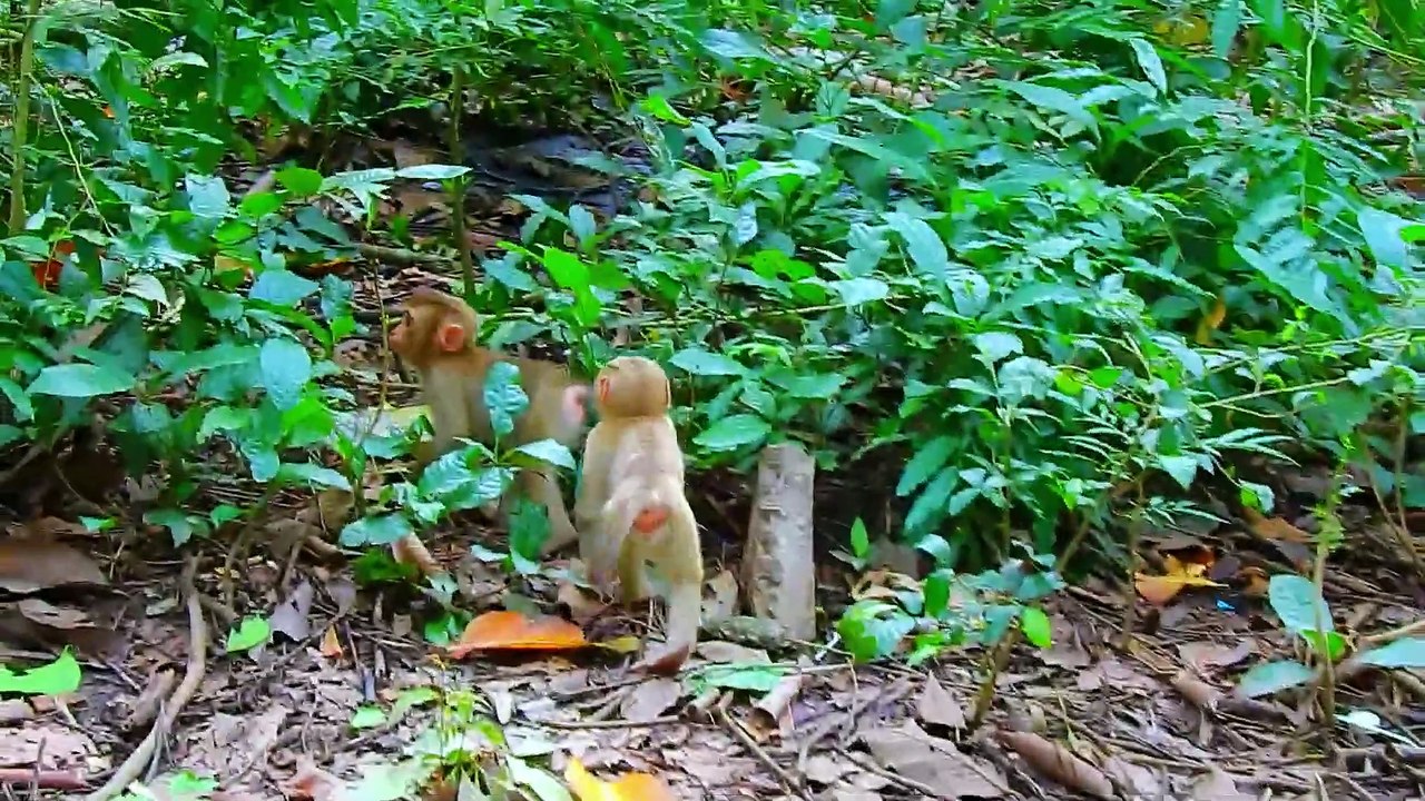 So cute ! Luno confused drink milk from pregnant Libby while Leo