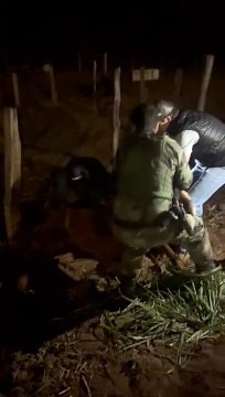 Polícia Ambiental resgata égua desnutrida que estava caída em buraco, em Serra dos Dourados