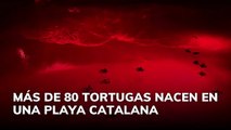 Nacen más 80 tortugas marinas en Cataluña