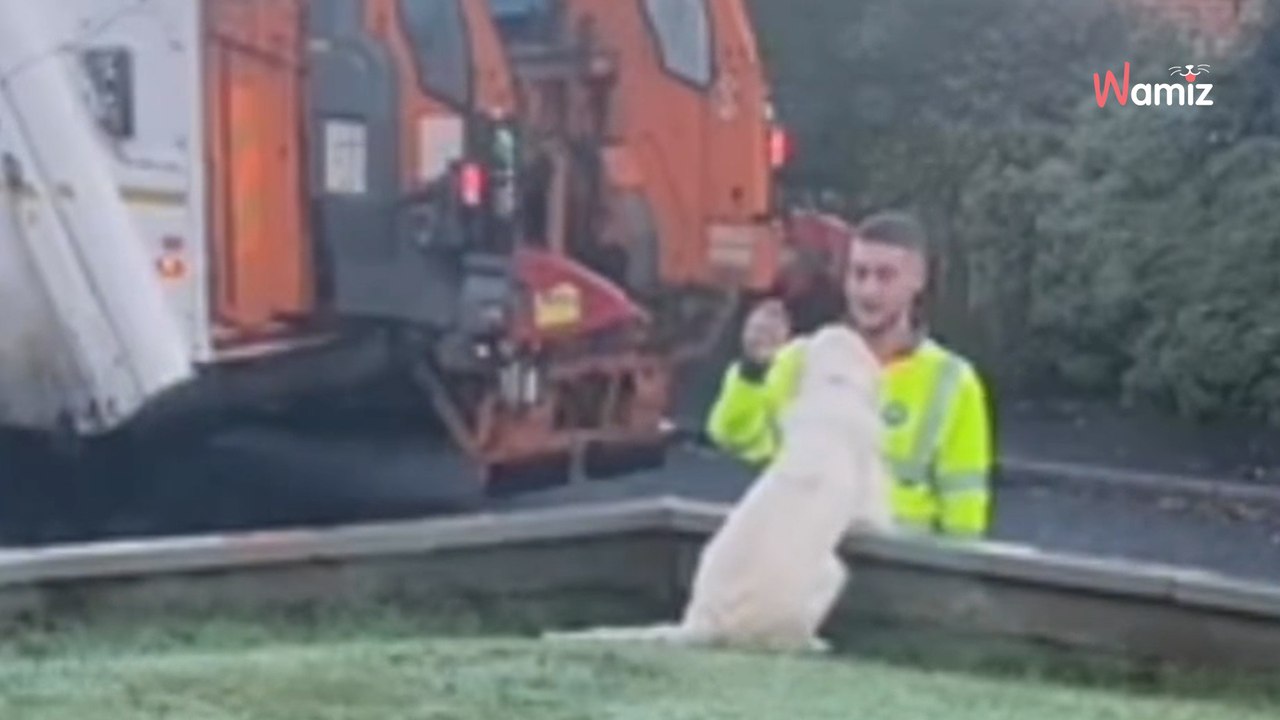 Golden Retriever’s adorable bin day routine is melting everyone’s hearts