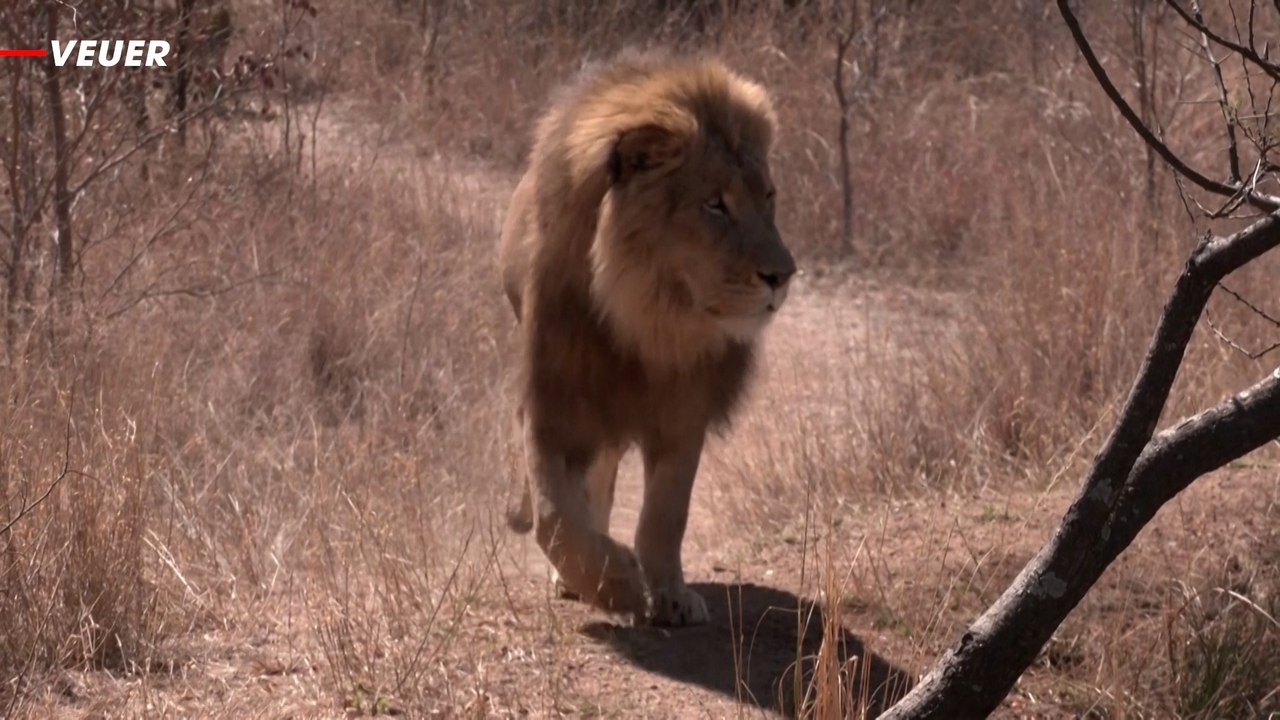 South Africa’s Captive Big Cats Are in Regulatory Limbo