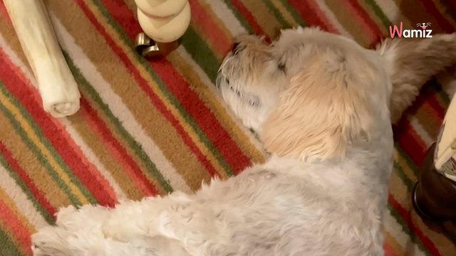 Paralysed rescue dog walks in her sleep, bringing people to tears (video)