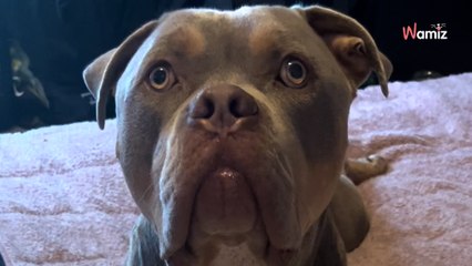 Huge XL Bully becomes surprise midwife to pregnant cat; everyone is gobsmacked