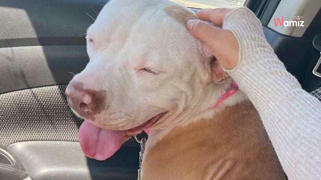 Suczka podejmuje desperacki krok, aby prosić kierowców o pomoc (video)