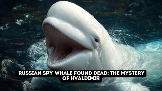 Spy Whale Mystery: Hvaldimir Found Dead Off Norwegian Coast