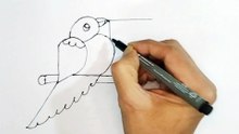 Uncover the secret of drawing a bird easy and step by step