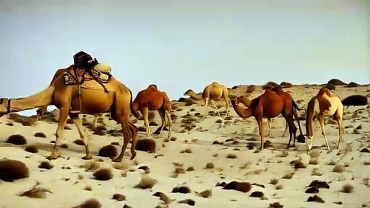 A camel in the desert