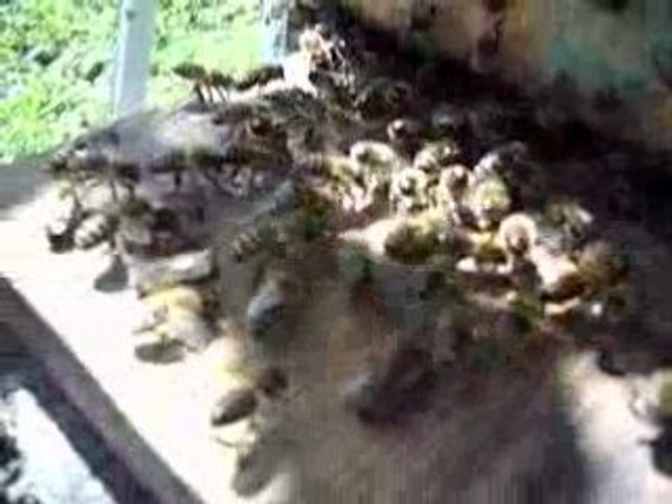 abeilles entrain de battent le rappel