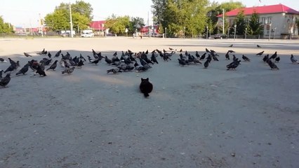 The scene where the cat ambushed the pigeon and missed, the pigeon meat to the mouth actually flew