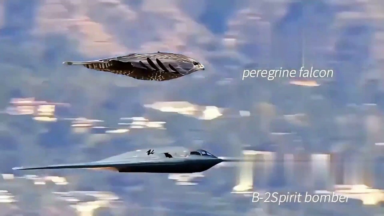 The fastest predator peregrine falcon- at a speed of more than 300 kilometers per hour, the prey is killed in seconds before it can react