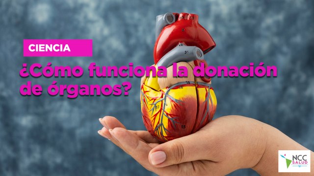 ¿Cómo funciona la donación de órganos?