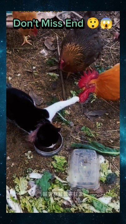 Cat video  | amazing video 2024