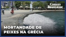 Cidade grega declara emergência por mortandade de peixes