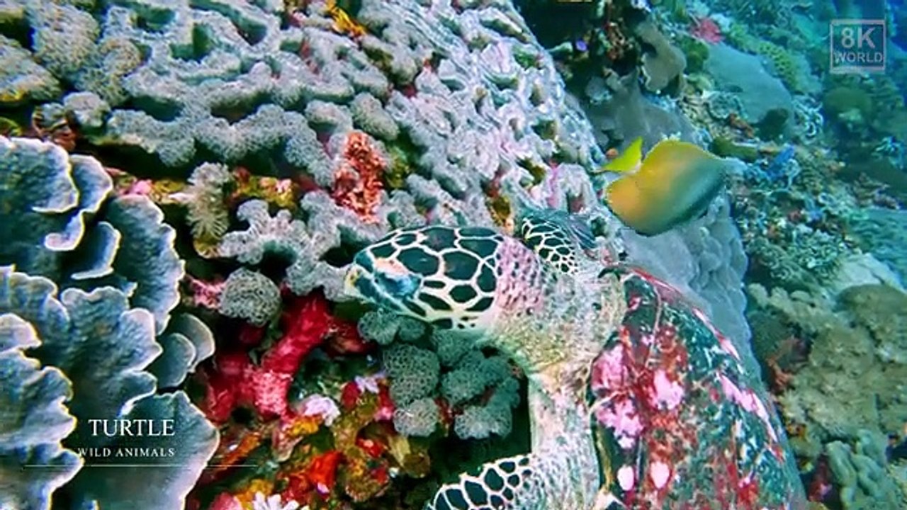 Wild Animals with Natural Sound in 8K ULTRA #wildlife