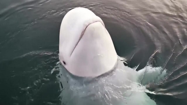 러시아 스파이 의심 받던 흰돌고래, 노르웨이서 사체로 발견 / YTN