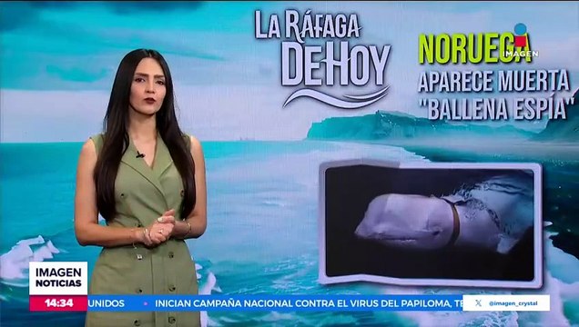 Encuentran muerta a la ballena acusada de ser una espía rusa