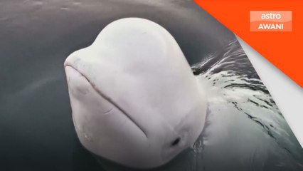 Paus ‘pengintip’ Rusia, Hvaldimir ditemukan mati