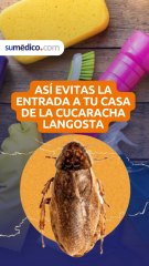 Así evitas la entrada a tu casa de la cucaracha langosta